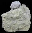 Blastoid (Pentremites) Fossil - Illinois #60129-1